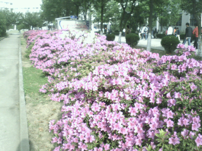 东大浦口校区记忆